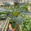 Homalomena 'Emerald Gem' - Upright Shield Plant