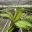 Homalomena 'Selby'