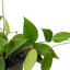 Hoya 'Black Margin'