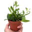 Hoya Chouke