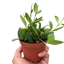 Hoya Chouke