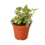 English Ivy 'Glacier' - Variegated Hedera helix
