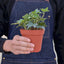 English Ivy 'Glacier' - Variegated Hedera helix
