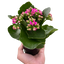 Kalanchoe