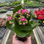 Kalanchoe