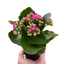 Kalanchoe