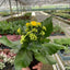 Kalanchoe