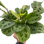 Maranta Variegated 'Beauty Kim'