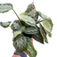 Maranta 'Silver Band'