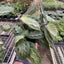 Maranta 'Silver Band'
