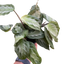 Maranta 'Silver Band'