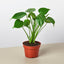 Monstera Bundle - 3 Iconic Plants
