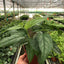 Monstera 'Siltepecana'