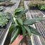 Monstera 'Standeleyana Albo Variegated'