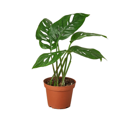 Monstera ‘Swiss Cheese’ | Climbing, Air-Purifying