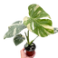 Monstera 'Thai Constellation' - Variegated