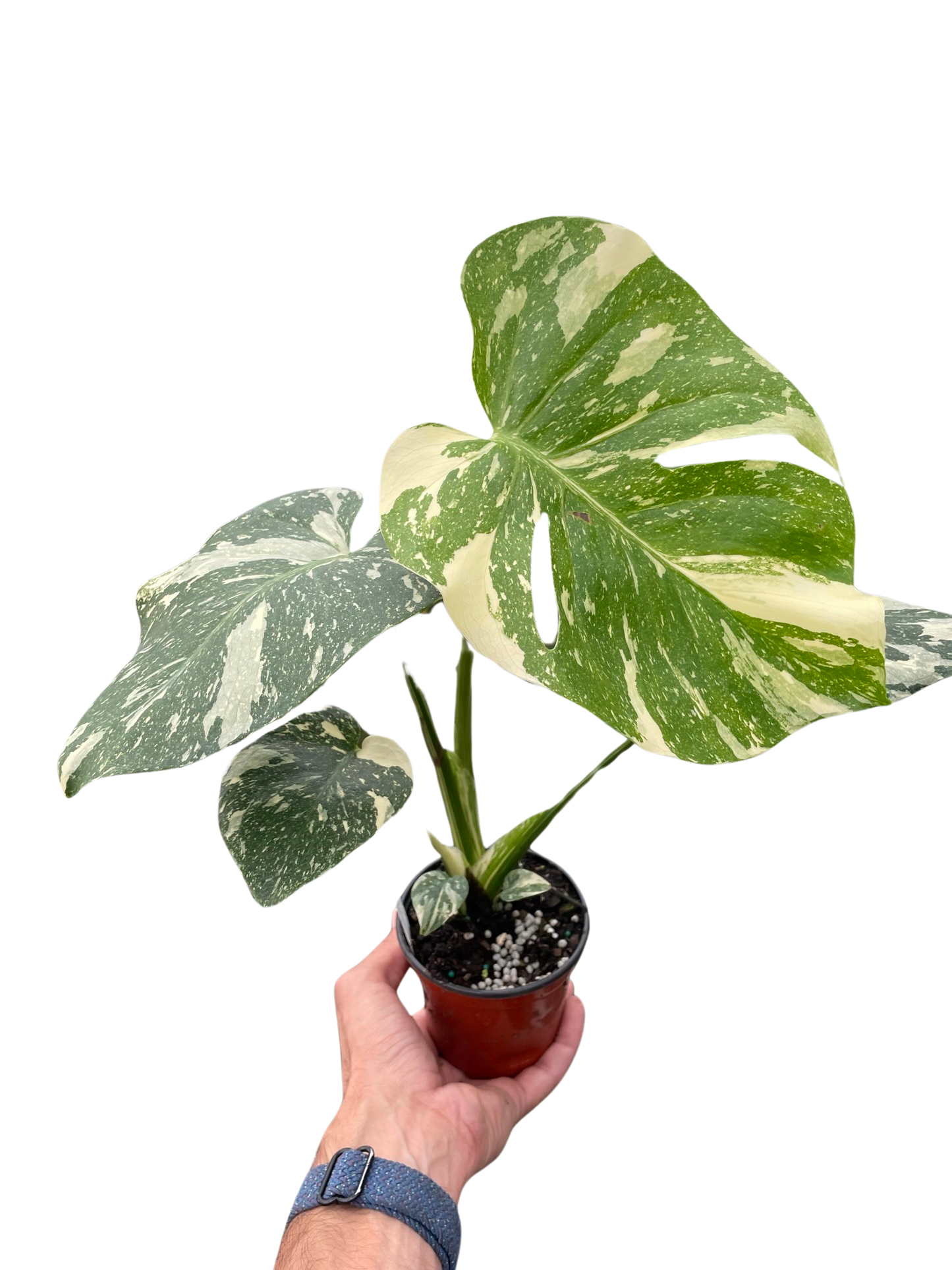 Monstera 'Thai Constellation' - Variegated