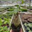 Money Tree 'Guiana Chestnut' Pachira Stump