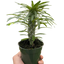 Pachypodium 'lamerei' (Madagascar Palm)