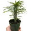 Pachypodium 'lamerei' (Madagascar Palm)