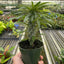 Pachypodium 'lamerei' (Madagascar Palm)