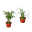 2 Palm Variety Pack / 4" Pots / Live Plant / House Plant