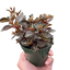 Peperomia 'Metallica'
