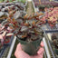 Peperomia 'Metallica'