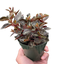 Peperomia 'Metallica'