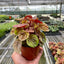 Peperomia 'Quito'