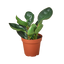 Peperomia Red Edge