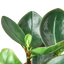 Peperomia Red Edge