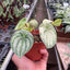 Peperomia 'Watermelon Variegated'