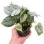 Philodendron 'Brandi'