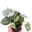 Philodendron 'Brandi'
