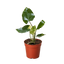 Philodendron Burle Marx Albo