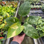 Philodendron 'Congo Nuclear'