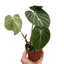 Philodendron Gloriosum