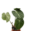 Philodendron Gloriosum