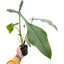 Philodendron 'Joepii'