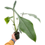 Philodendron 'Joepii'