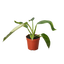 Philodendron Jose Bueno