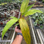 Philodendron 'Orange Marmalade'