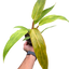 Philodendron 'Orange Marmalade'
