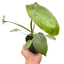 Philodendron 'Paraiso Verde'