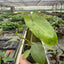 Philodendron 'Paraiso Verde'
