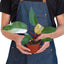 Philodendron 'Pink Princess' - Variegated Aroid