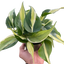 Philodendron 'Silver Stripe'