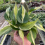 Philodendron 'Silver Stripe'