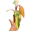 Philodendron 'Strawberry Shake'